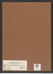 Eucampia britannica W. Sm. (de-Toni-Nr.: Genus 142, Species 4082) Zeichnungen Sammlung Grunow Mappe 04092 (Herbarium_W_Grunow_drawings_Folder_04092)
